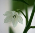 Cayenne long slim flower.jpg