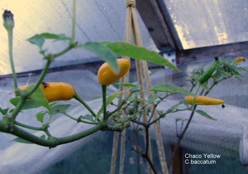 Tiedosto:Chaco Yellown hedelmiä.jpg